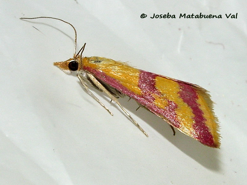 Pyrausta sanguinalis - Crambidae